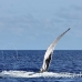 whale_humpback_h_00646_dom2710.jpg